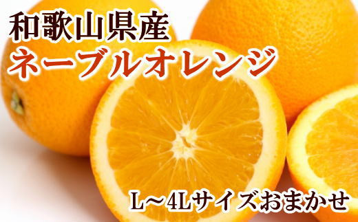 
【濃厚】和歌山県産ネーブルオレンジ 15玉～27玉（L～4Lサイズおまかせ）
