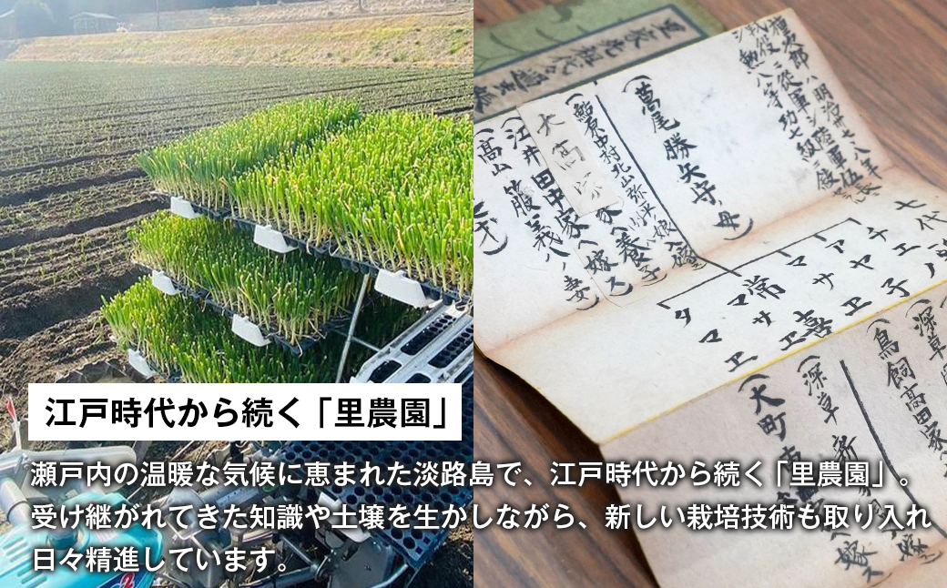 淡路島たまねぎ（10キロ）　　[玉ねぎ 産地直送 甘い]