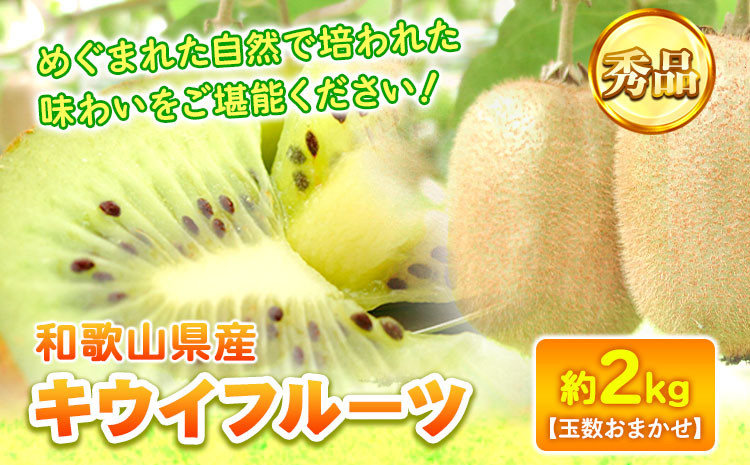 
            和歌山県産キウイフルーツ約2kg(サイズおまかせ)・秀品 紀の川市厳選館 【2026年先行予約】《2025年11月下旬-2026年4月中旬頃出荷予定》 和歌山県 紀の川市 果物 フルーツ キウイ
          