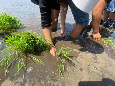 令和7年産 新米 ゆめみしま 精米 10kg 新米