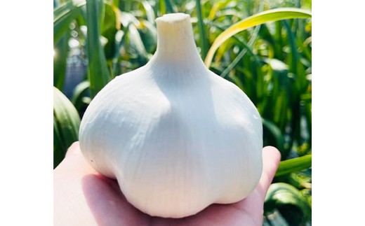 にんにく (ふくちホワイト系統) 2kg 【南部宝園】 ニンニク 大蒜 AOMORI AGRI BASE 青森県 南部町 F21U-737
