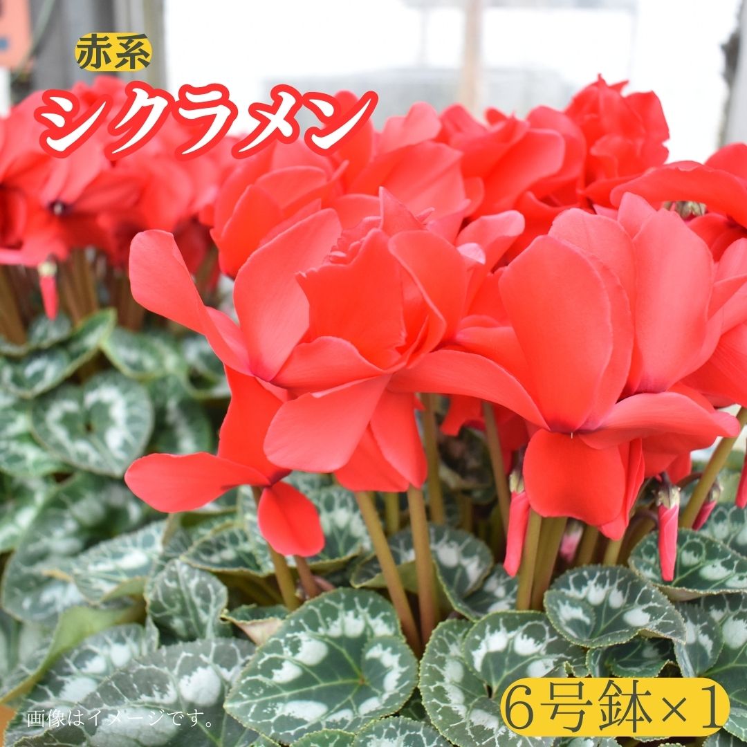 【ふるさと納税】【 シクラメン 】6号鉢×1（ 赤系 ）