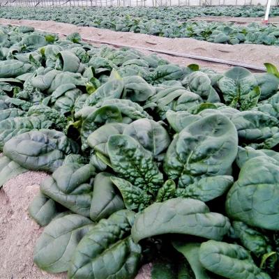 ふるさと納税 壮瞥町 <2025年12月上旬よりお届け>寒締めちぢみほうれん草とセミドライトマトオイル漬けSBTR007 |  | 01