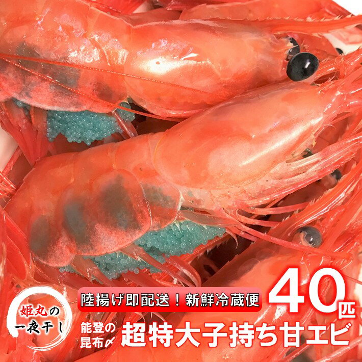 【ふるさと納税】 獲れたて 特大 甘エビ 子持ち 冷蔵 40匹 生食 丸ごと 昆布〆 刺身 天ぷら 素揚げ 揚げ焼き 味噌汁 にも 新鮮 厳選 大きい あまえび 有頭 エビ こだわり 昆布締め 昆布 包み 旨味 甘い 鮮度抜群 濃厚 ミソ 海の幸 海鮮 魚介類 卵 北陸 石川 能登 羽咋