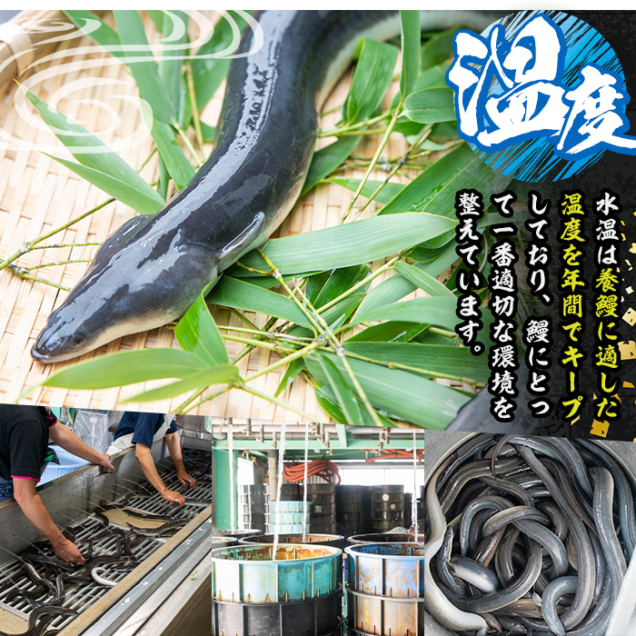 s641 【隔月・定期便3回】鹿児島県産 鰻蒲焼真空2尾セット！(計約840g・約140g×2尾×3回) 鹿児島 九州産 国産 うなぎ ウナギ 鰻 土用の丑の日 蒲焼き うな重 ひつまぶし 定期便 隔