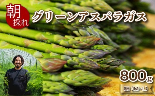 【先行予約 】 アスパラガス 800g 細サイズ 朝採れ M~L 大容量 アスパラ 有機肥料使用 サイズ混合 訳あり セット 野菜 新鮮 夕飯 おかず お弁当 新鮮アスパラ 秀吉農園 菊川町 下関 山口 【2025年7月より発送】