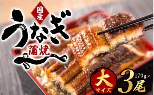 うなぎ ウナギ 鰻 大型サイズ ふっくら柔らか 国産 うなぎ蒲焼き 約170g×3尾 タレ付き / うなぎ ウナギ 鰻 うなぎの蒲焼 ウナギの蒲焼 鰻の蒲焼き 国産うなぎ 魚介 魚介類 うなぎ丼 うな
