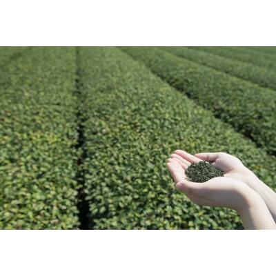 ふるさと納税 臼杵市 贅沢に有機緑茶を飲み比べ! 高橋製茶の「みのりの茶」ギフトセットB |  | 01