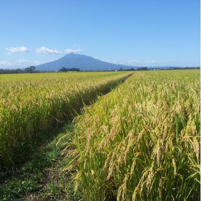 ふるさと納税 五所川原市 【令和7年産米】 米 あさゆき 10kg 特別栽培米 青森県産 |  | 02