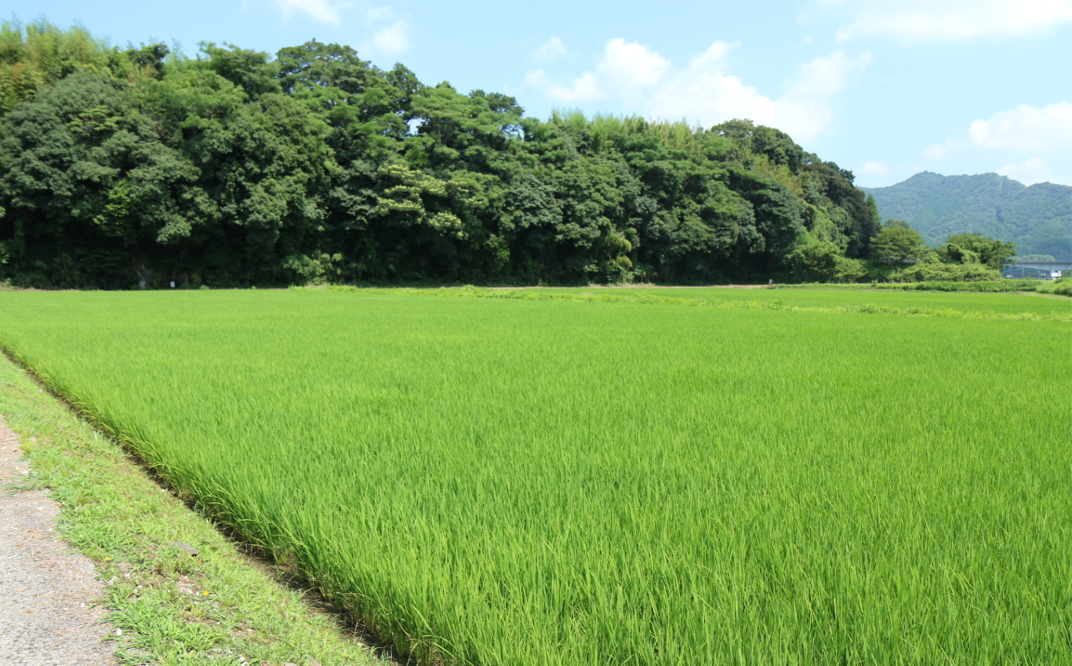 【令和6年度産】 《玄米》佐々木さんの「れんげ米」（2kg）