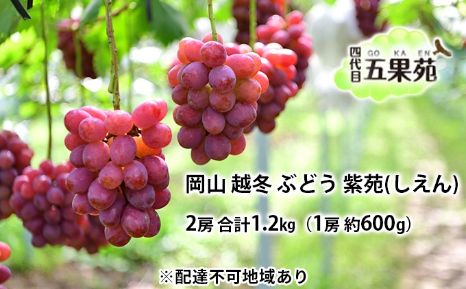 
                  越冬 ぶどう 紫苑 （しえん）2房 合計1.2kg（1房 約600g）岡山県産 四代目 五果苑
                