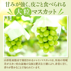 【2026年産】シャインマスカット約1.2kg (2房入) ぶどう