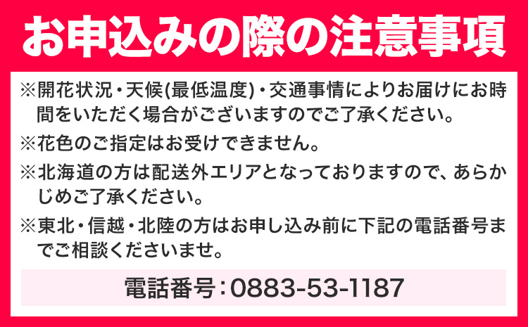 洋蘭 シンビジウム 5本 株式会社 河野メリクロン あんみつ館《12月上旬‐3月上旬頃出荷》蘭 ラン 洋ラン シンビジューム 世界一 花 鉢 記念日 送料無料 徳島県 美馬市 【配送不可地域あり】(北