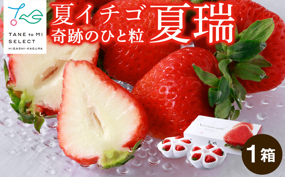 
            2026年産 先行予約【夏イチゴ】奇跡のひと粒「夏瑞」2パックセット 果物 フルーツ 苺 いちご 国産 北海道産
          