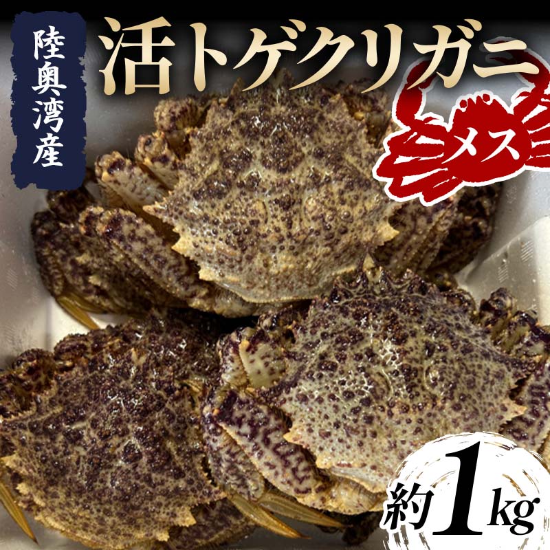 【ふるさと納税】 陸奥湾産 活トゲクリガニ (メス) 約1kg (5～10杯) 【飛佳丸】 漁師直送 かに カニ 蟹 魚介 青森 青森県 東北 むつ湾 F21J-251