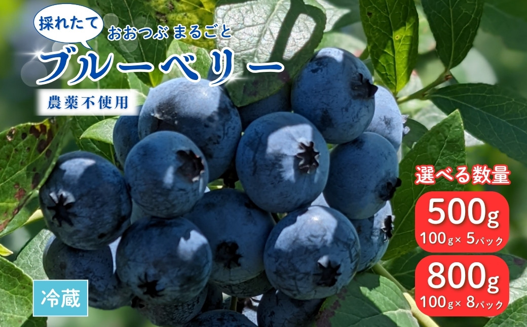 
            採れたて ブルーベリー 500g (100g×5パック) / 800g (100g×8パック) 農薬不使用 大粒 とれたて 生【121237-002】
          