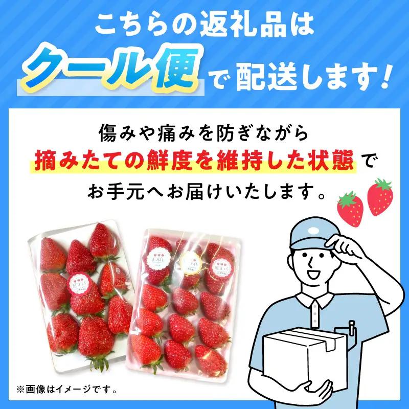 【2027年1月～2027年4月発送予定】【自宅用】朝摘みいちごお楽しみパック 品種おまかせ 500g 紅ほっぺ スターナイト よつぼし【ふるさと納税3.0】【117E-009-2027】