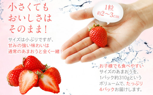  訳あり 小粒あまおう 合計約1240g 約310g×4パック【2027年2月より順次発送】