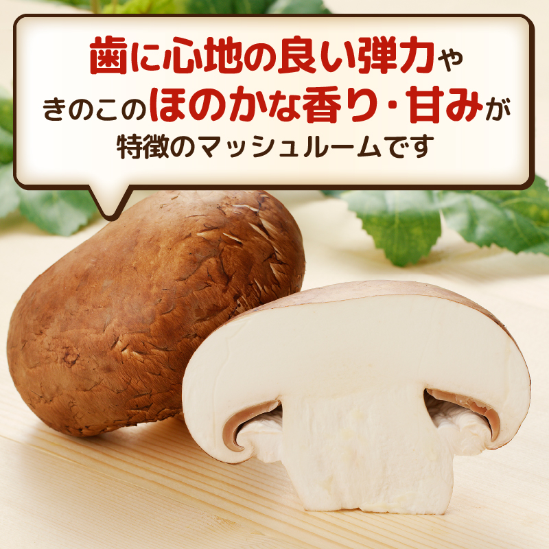 無農薬・無漂白栽培　長谷川農産の美味しいマッシュルームセット 産地直送（1039）