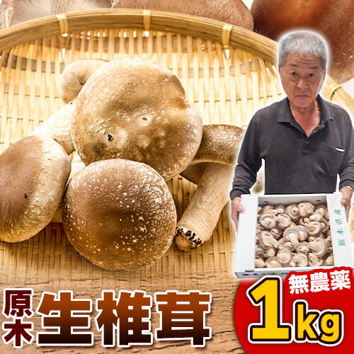 【ふるさと納税】しいたけ 椎茸 生椎茸 1kg 荒木農産《11月上旬～3月中旬頃出荷予定》熊本 御船 原木椎茸 送料無料