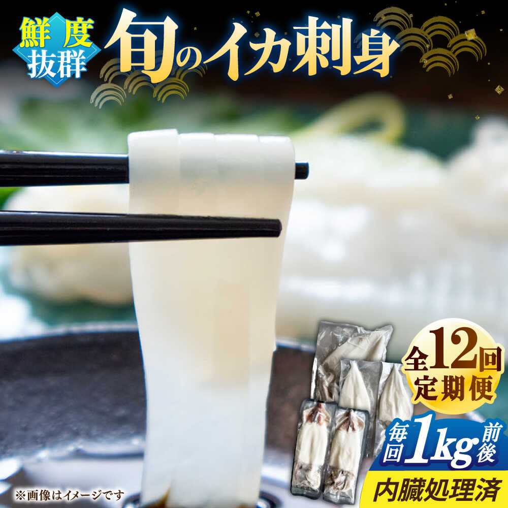 【ふるさと納税】【全12回定期便】旬のイカ刺身1kg前後《壱岐市》【馬渡水産】イカ いか 烏賊 剣先 アオリ あおり スルメ するめ 刺身 刺し身 お刺身 海鮮 魚貝 冷凍配送 産地直送[JAQ033]
