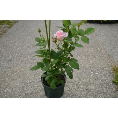 ふるさと納税 北川村 薔薇『クロード・モネ』【北川村モネの庭マルモッタン】 |  | 01