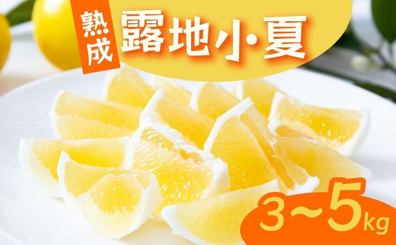 
                  【容量選べる】 熟成 露地小夏 3～5kg | 柑橘 フルーツ 果物 期間限定 旬の果物 ご家庭用 生産者 農家 直送 高知県 室戸市
                