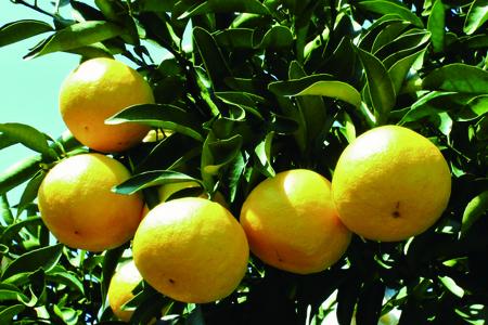 初春の旬「日向夏」種が少ない ２.５kg