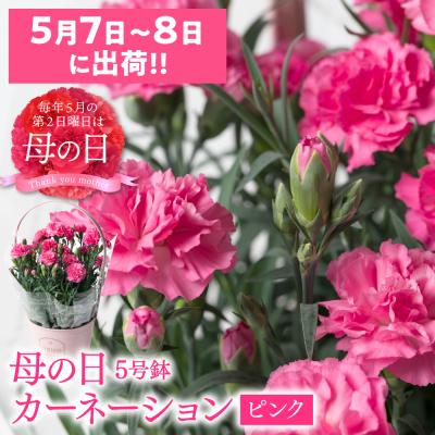 ふるさと納税 八代市 【先行予約】【2026年5月7日〜8日発送】ポットカーネーション ピンク5号鉢_145-5204-B