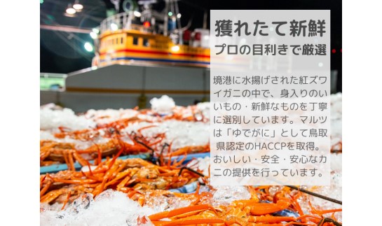 【訳あり】活〆ボイル松葉蟹　700g前後 カニ専門店マルツ 先行受付 M12　1187