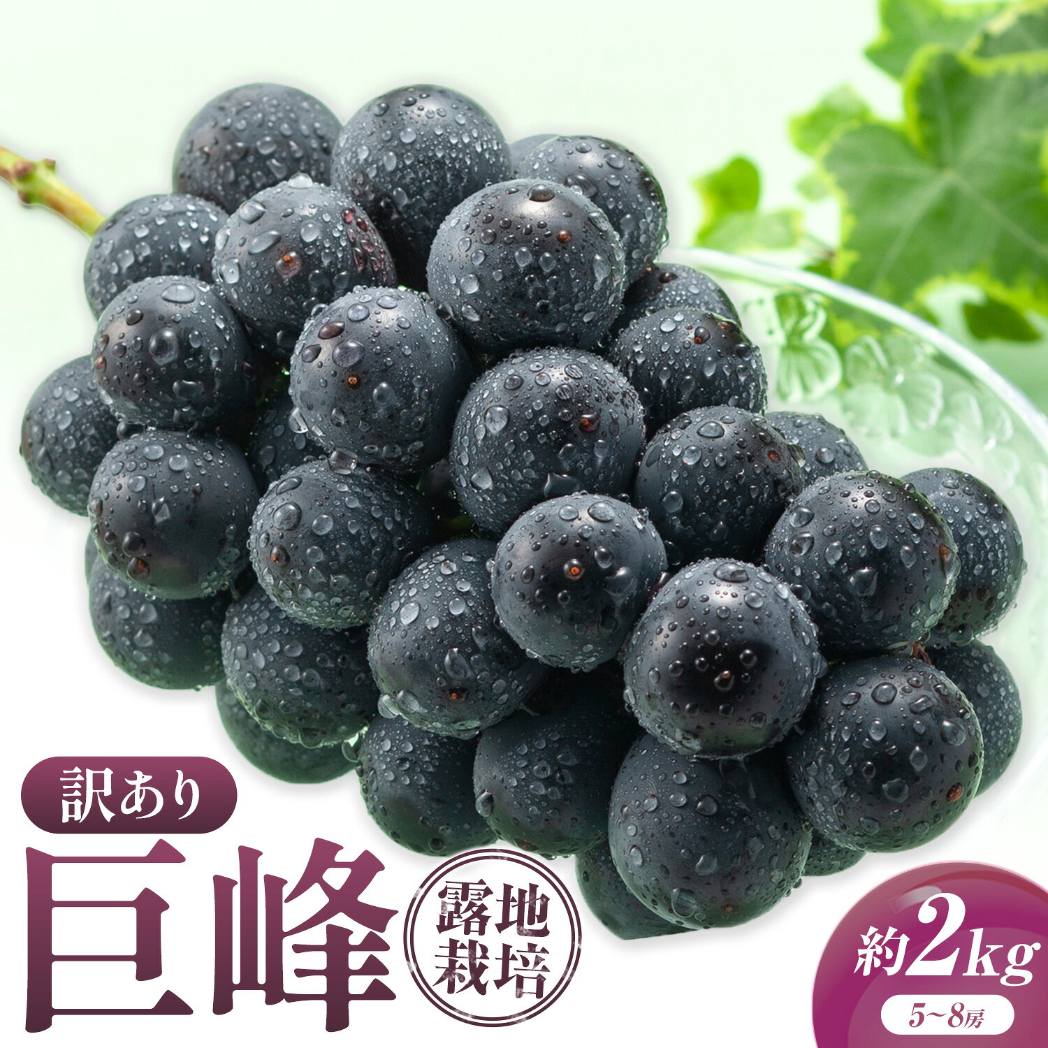 【ふるさと納税】訳あり 巨峰 約2kg (5～8房) 阿部ぶどう園 《8月中旬-9月末頃出荷予定》茨城県産 結城市 果物 ぶどう フルーツ 産地直送【配送不可地域あり】