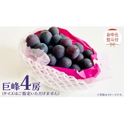 【 お中元 熨斗付き】 巨峰 ４房 【2026年8月上旬発送開始】(茨城県共通返礼品：大子町)