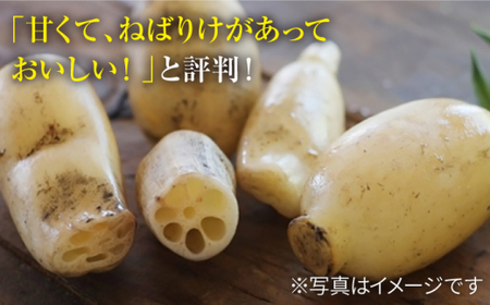 極上れんこん 約2kg 化粧箱 （黒）入り 大切な人へのギフトにもおすすめ！【黒木農園】 [IAU002]