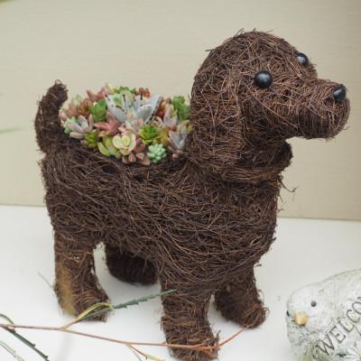 ふるさと納税 朝倉市 まるで多肉の宝石箱♪チビわんこの多肉植物寄せ植え(1匹) |  | 01