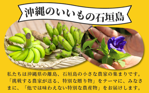 希少！特許製法で作るシリカ水で栽培する特別な「島バナナ」【ふるさと納税 沖縄県石垣市 沖縄 石垣市 石垣島 希少 無農薬 バナナ ばなな 離島のいいもの 沖縄いいもの石垣島 】OI-6