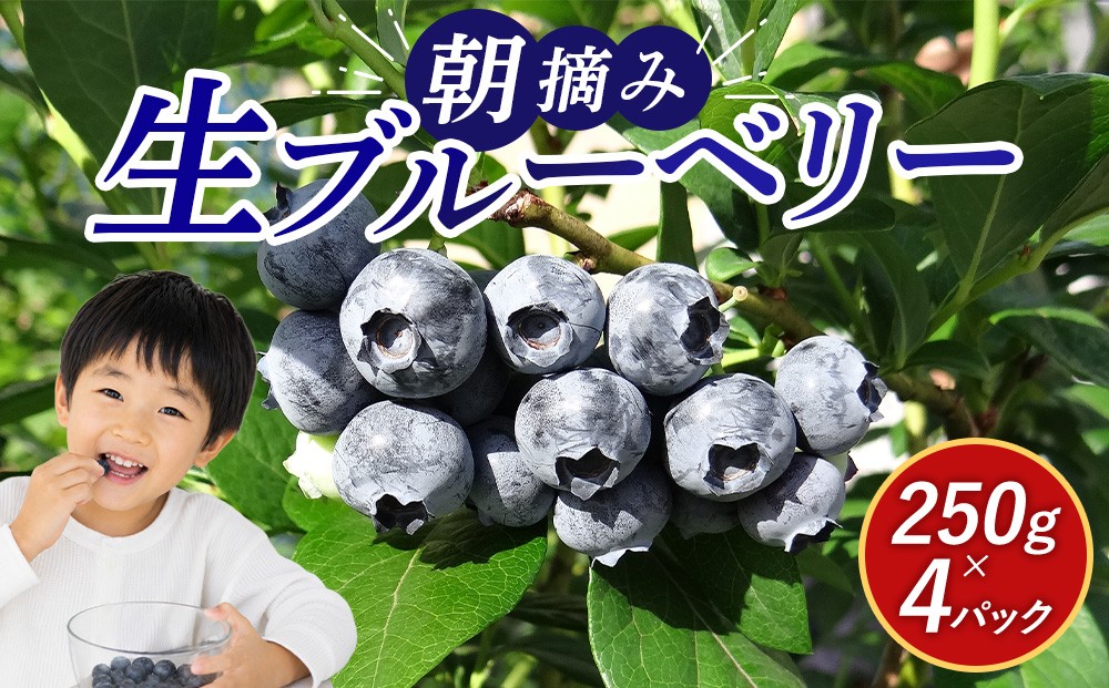
                  数量限定 鹿沼 朝摘み 生ブルーベリー 250g × 4パック 1kg [№5840-1431]　※沖縄・離島への配送不可　※2026年6月中旬～2026年7月中旬頃に順次発送予定
                