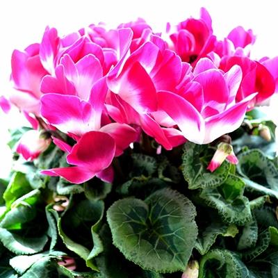 ふるさと納税 藤枝市 ボリュームのシクラメン鉢植え　プルマージュ[複色系]【6号鉢】