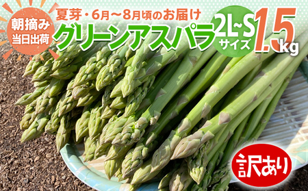 数量限定 訳あり 規格外 アスパラ 2L～Sサイズ 1.5kg 朝採り 直送 夏芽 グリーンアスパラガス 朝採れ 先行予約 【2025年6月から8月お届け】 BT08