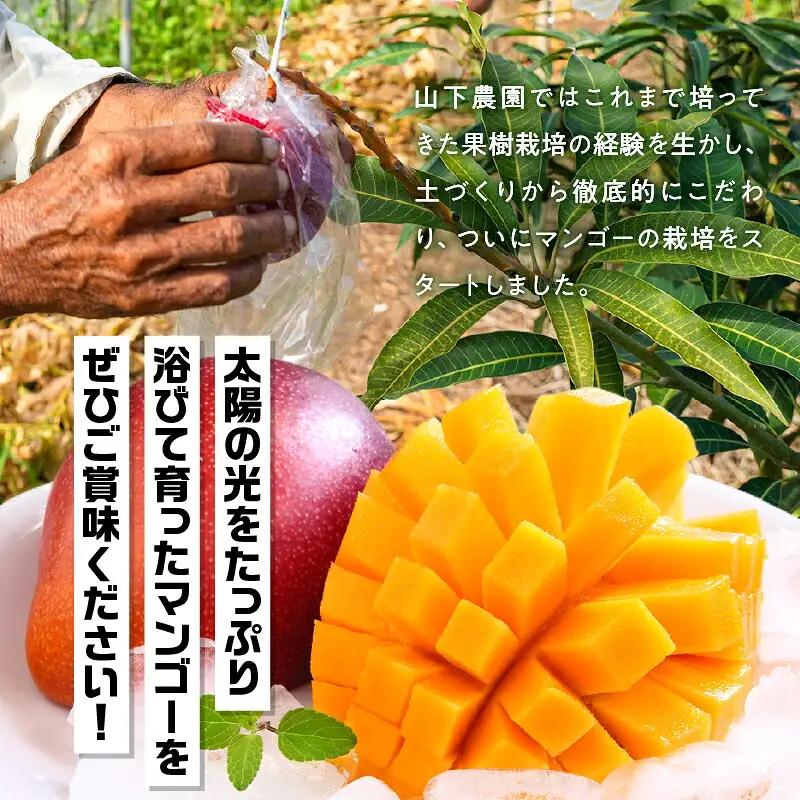 【 2027年 先行予約 】 甘い香り の 贈り物 ！ 山下農園 の 完熟アップルマンゴー 2kg （ 4～6玉 ） W063-003-02 期間限定 果物 マンゴー