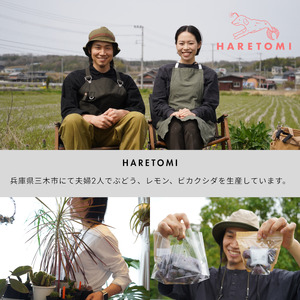 ビカクシダ（コウモリラン）苔玉 ネザーランド