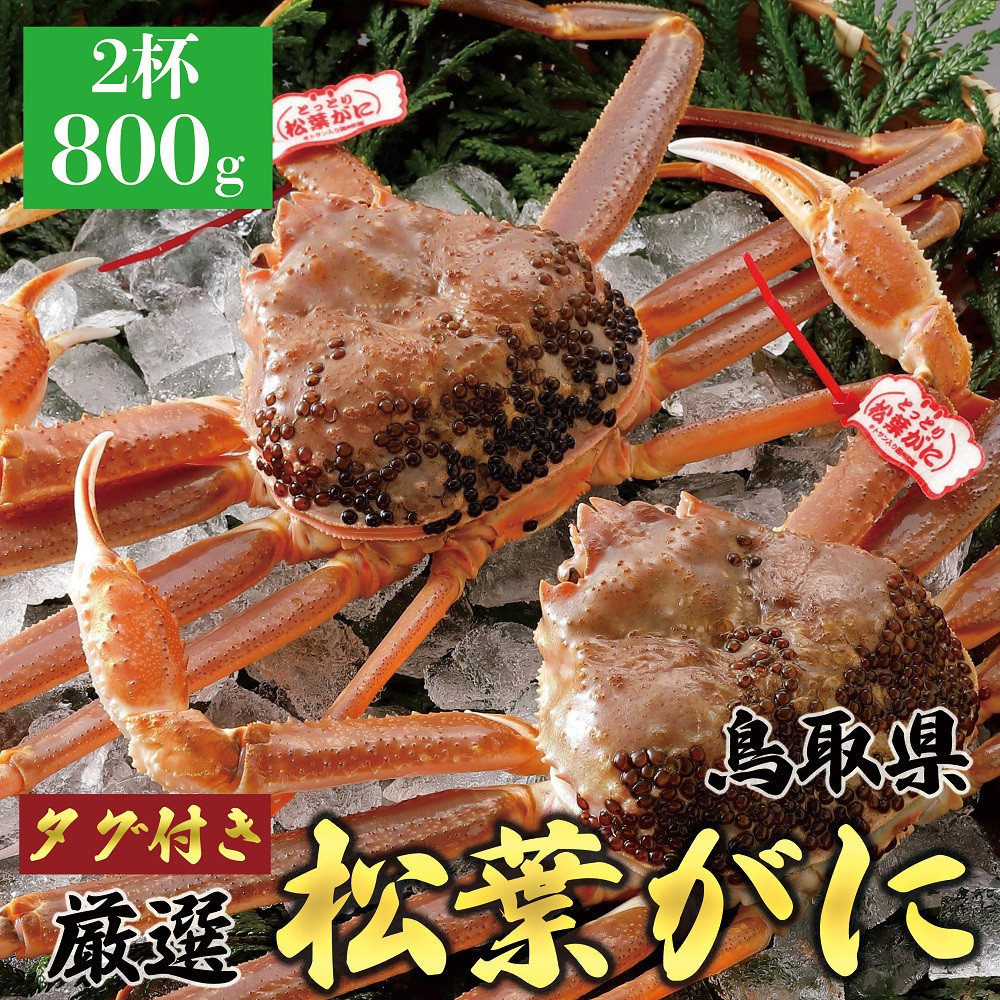 761.【活】≪2025年12月～2026年1月発送≫ 特撰 松葉がに【ブランドタグ付き】（800g超×2杯） 313726_BS008VC01