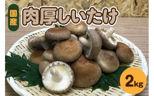 【11月から発送】国産 肉厚 しいたけ 2kg 青森 【 きのこ 肉 厚 】