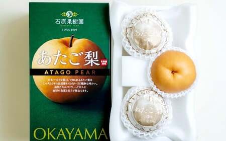 あたご梨 3～4玉 合計約1.5kg 化粧箱 愛宕梨 なし 梨 ナシ 果物 フルーツ 果実 岡山県 倉敷市 【2025年11月下旬～12月下旬迄順次発送予定】