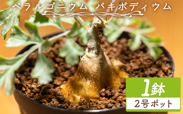 パキポディウム ペラルゴニウム - 植物 インテリア ナチュラル 自然 グリーン 観葉植物 おしゃれ 癒し かわいい 多肉植物 塊根植物 サキュレントフィールド Succulent field 高知県 香南市 常温 cc-0016