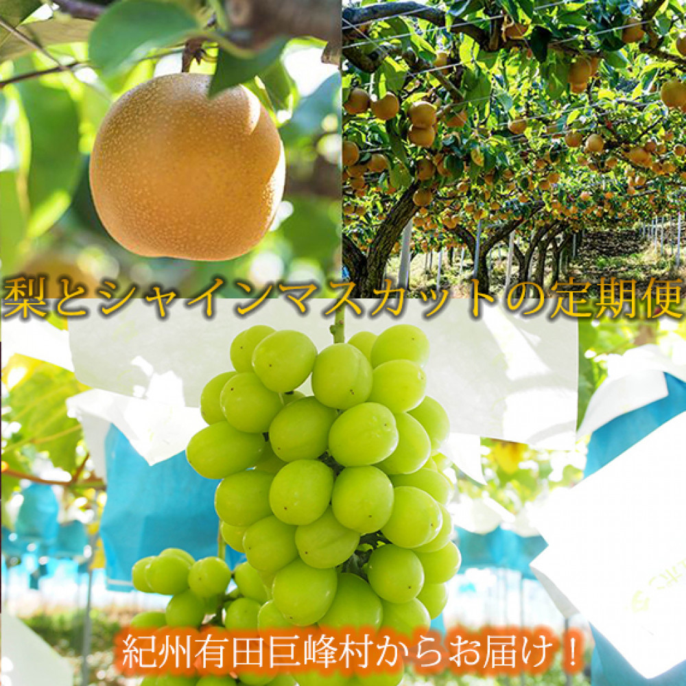 定期便 8・9月発送 紀州有田産旬のフルーツセット（梨×約2kg  化粧箱入・シャインマスカット×約2kg）  	AN069