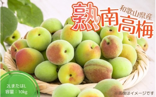 
                  【梅干・梅酒用】（2LまたはL－10Kg）熟南高梅＜2027年6月上旬～7月7日発送予定＞【ART03】 /  梅 梅干し ウメ 青梅 生梅 梅シロップ フルーツ 果物 くだもの 食品 人気 おすすめ 送料無料【art011C】
                