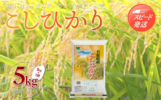 【最短2～7営業日出荷】令和7年産 千葉県産「コシヒカリ」5kg（5kg×1袋） A052