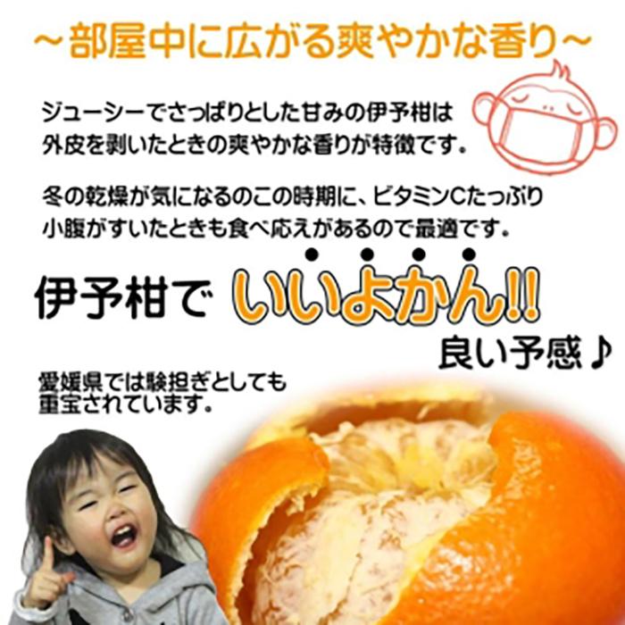 【2027年2月上旬頃から順次発送】玉井農園のいよかん 10kg（3L～Lサイズ）