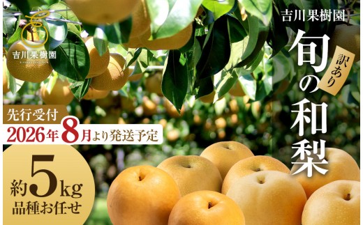 【先行予約（2026年発送分）】【訳あり】旬の和梨　約５kg【吉川果樹園】｜梨 ナシ こだわりの梨 フルーツ 果物 旬の梨 宮城県角田市 約5kg