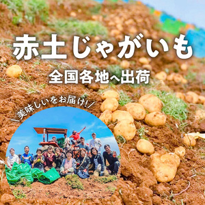 【 2025年 先行予約 】 皆村農園 の ホクホク ! ほりたて！ 春 の新 じゃがいも 10kg 【1月下旬～4月下旬】 W035-001 新じゃがいも ジャガイモ 野菜 先行受付 限定 期間限定